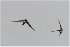 Aeronautes andecolus