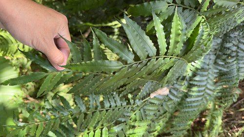 Angiopteris lygodiifolia observed 2026-10-17