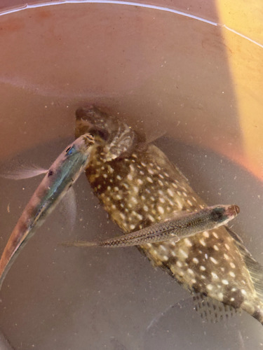 Siganus canaliculatus observed 2026-10-15