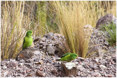 Psilopsiagon aurifrons