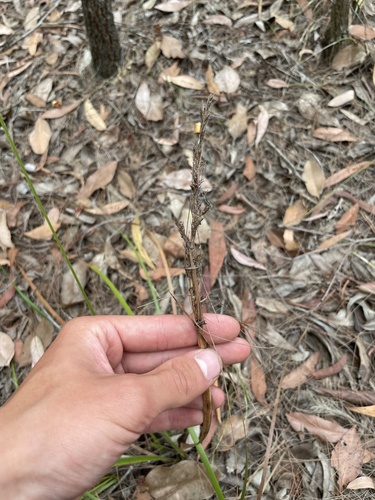Lepidosperma laterale observed 2026-10-14