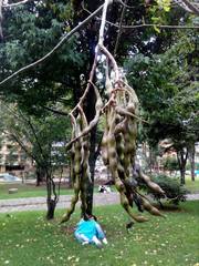 Erythrina rubrinervia