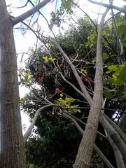 Erythrina rubrinervia