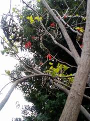 Erythrina rubrinervia