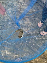 Marilyna pleurosticta