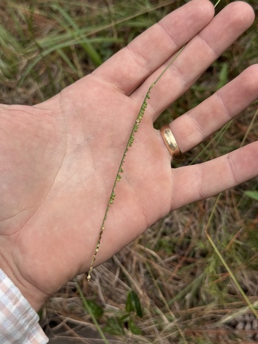 Paspalum setaceum observed 2026-10-16