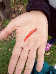 Erythrina rubrinervia