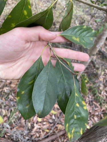 Pittosporum ferrugineum observed 2026-10-14