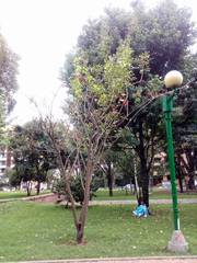 Erythrina rubrinervia