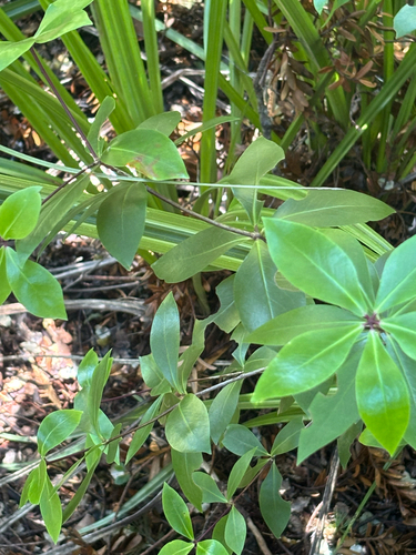 Pittosporum cornifolium observed 2026-10-17
