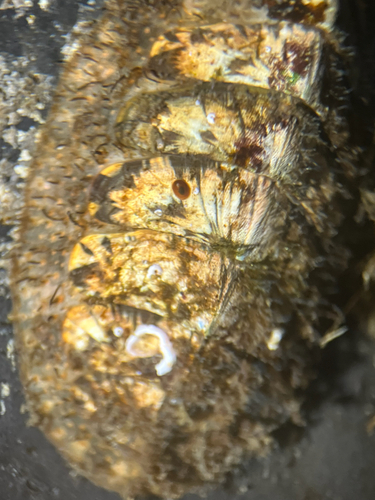 Mopalia lignosa observed 2026-10-16