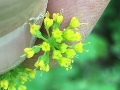 Thaspium barbinode