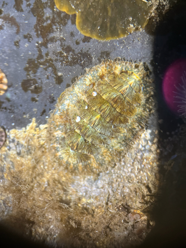 Mopalia lignosa observed 2026-10-16