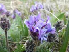 Oxytropis alpina