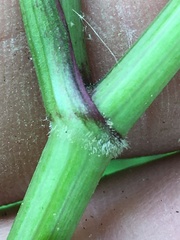 Thaspium barbinode