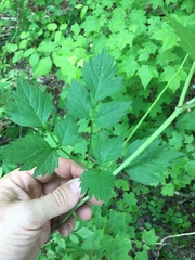Thaspium barbinode