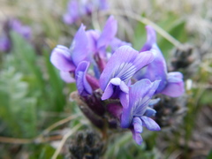 Oxytropis alpina
