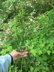 Thaspium barbinode