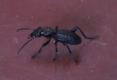 Anthiinae