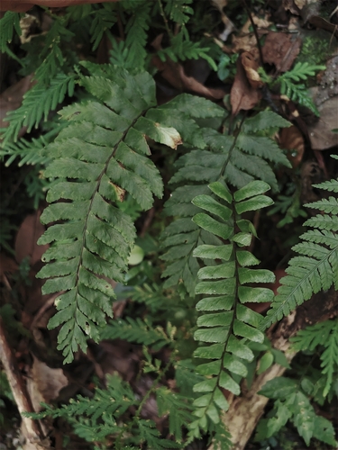 Hymenasplenium excisum observed 2026-10-17