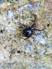 Latrodectus variolus