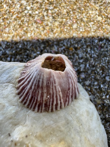 Balanus trigonus observed 2026-10-17