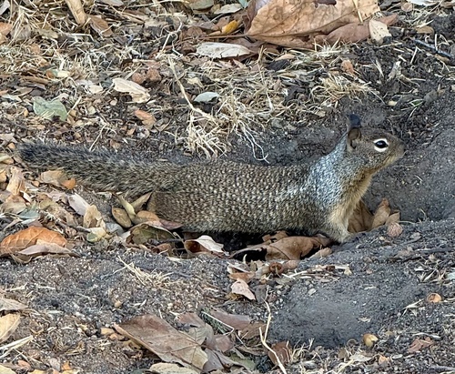California Ground Squirrel observed by susi831hiker