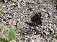 Vanessa atalanta atalanta
