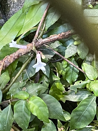 Ophiorrhiza observed 2026-10-17