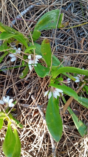 Scaevola repens, 2026-10-16