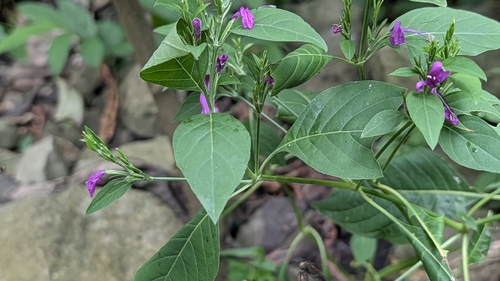 Hypoestes purpurea, 2026-10-17