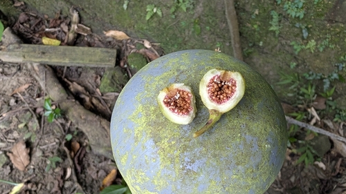 Ficus benguetensis observed 2026-10-17