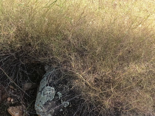Muhlenbergia porteri observed 2026-10-16