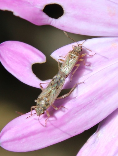Nysius caledoniae observed 2026-10-17