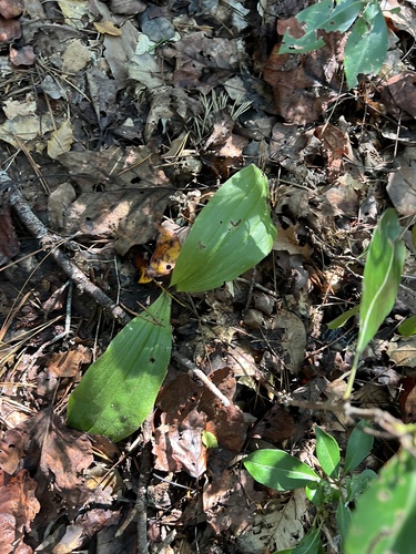 Cypripedium acaule, 2026-10-16