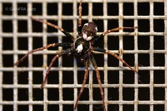 Pulchellodromus bistigma