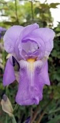 Iris pallida