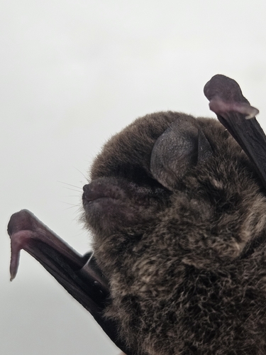 Miniopterus observed 2026-10-10