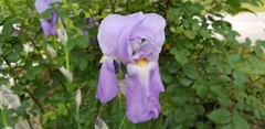 Iris pallida