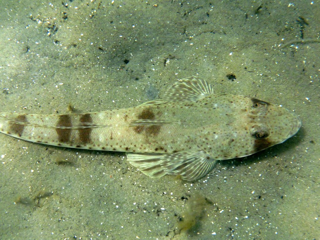 Bass flathead (Platycephalus bassensis) — Platycephalidae