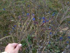 Anchusa officinalis