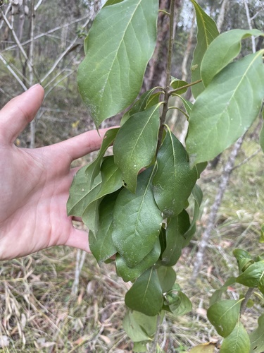 Pittosporum ferrugineum observed 2026-10-14
