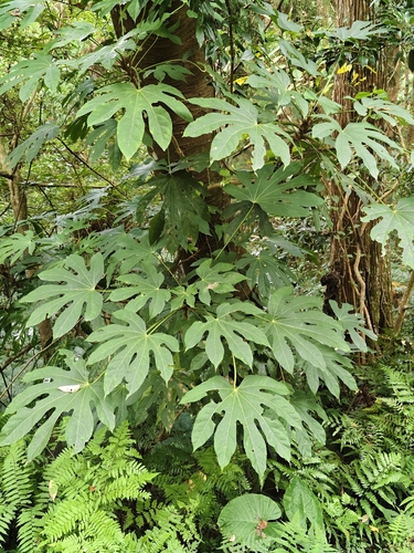 Fatsia polycarpa observed 2026-10-17