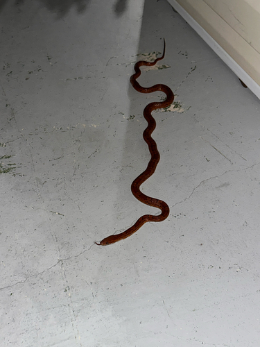 Red Cornsnake observed by k73grrr