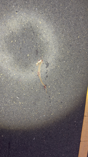 Pacific Gopher Snake