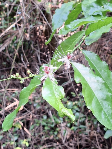 Capparis micracantha observed 2026-10-17