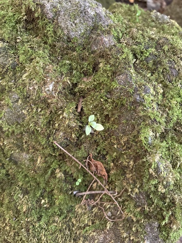 Ophiorrhiza observed 2026-10-17
