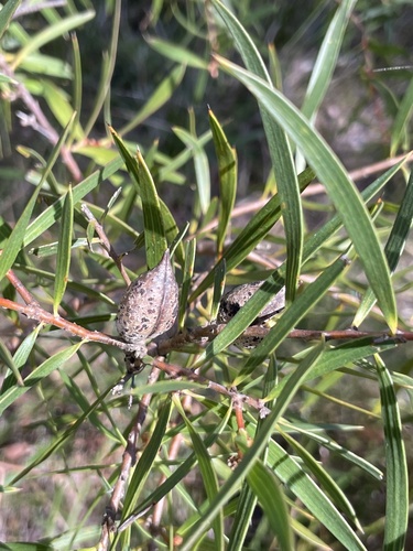 Hakea ulicina observed 2026-09-28
