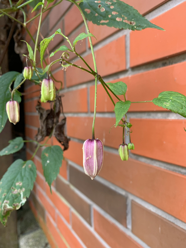 Clematis lasiandra, 2026-10-17