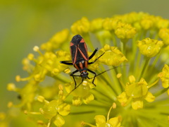 Hadrodemus